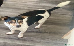 Mixed Breed dogs for sale: Chihuahua x jack russel - Image 1