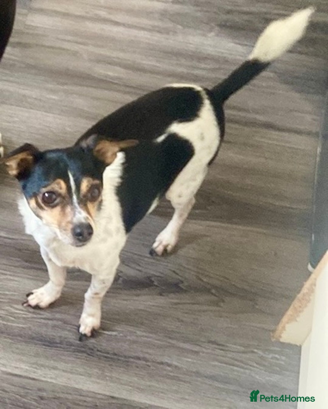 Mixed Breed dogs for sale: Chihuahua x jack russel - Image 1