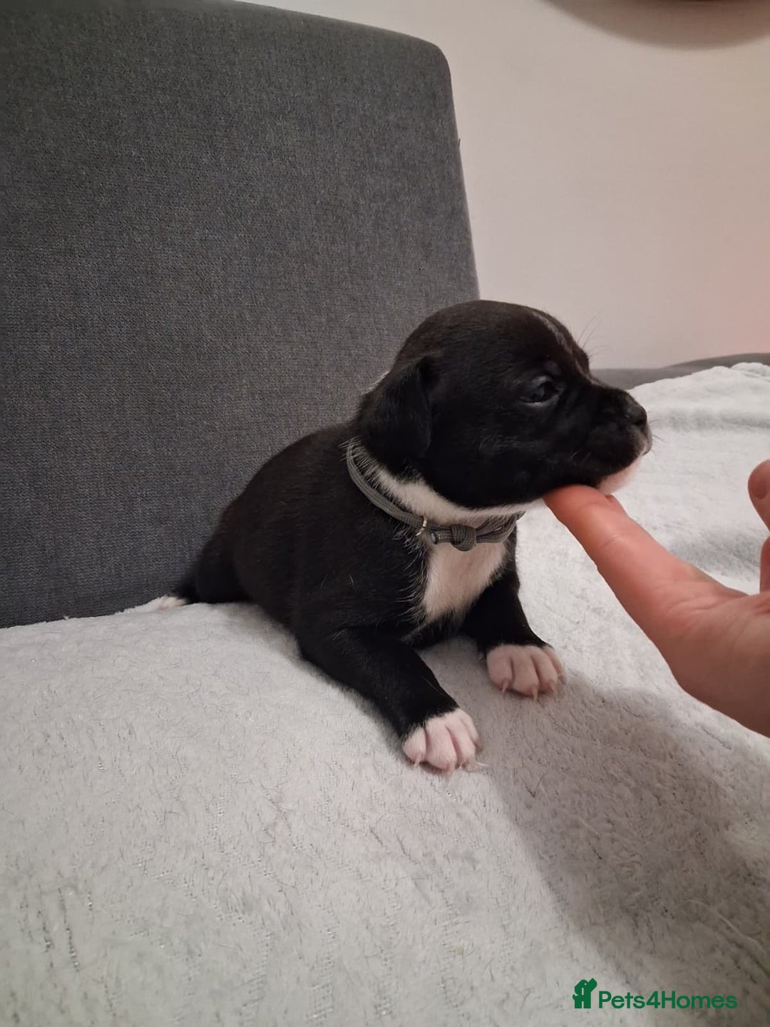 Staffordshire Bull Terrier dogs for sale: Show quality Staffordshire Bull Terrier - Advert 21