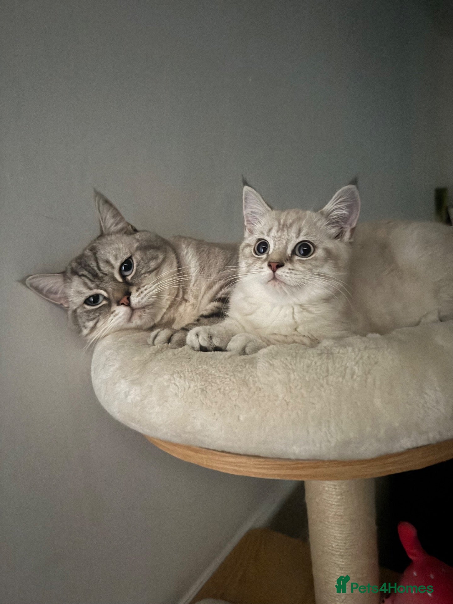 Scottish Fold cats Beautiful Scottish Fold&Straight Kittens–Ready Now - Advert 11