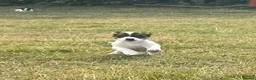 Jack Russell dogs for sale: Gorgeous Jack Russell Puppies  - Advert 14