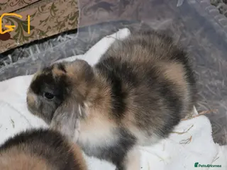 Mini Lop rabbits 2 Mini Lop babies - Ready to go - Advert 1