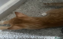 Mixed Breed cats for sale: 5 KITTENS FOR SALE🥰😍 - Image 9