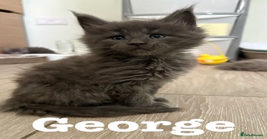 Maine Coon cats - Advert 5
