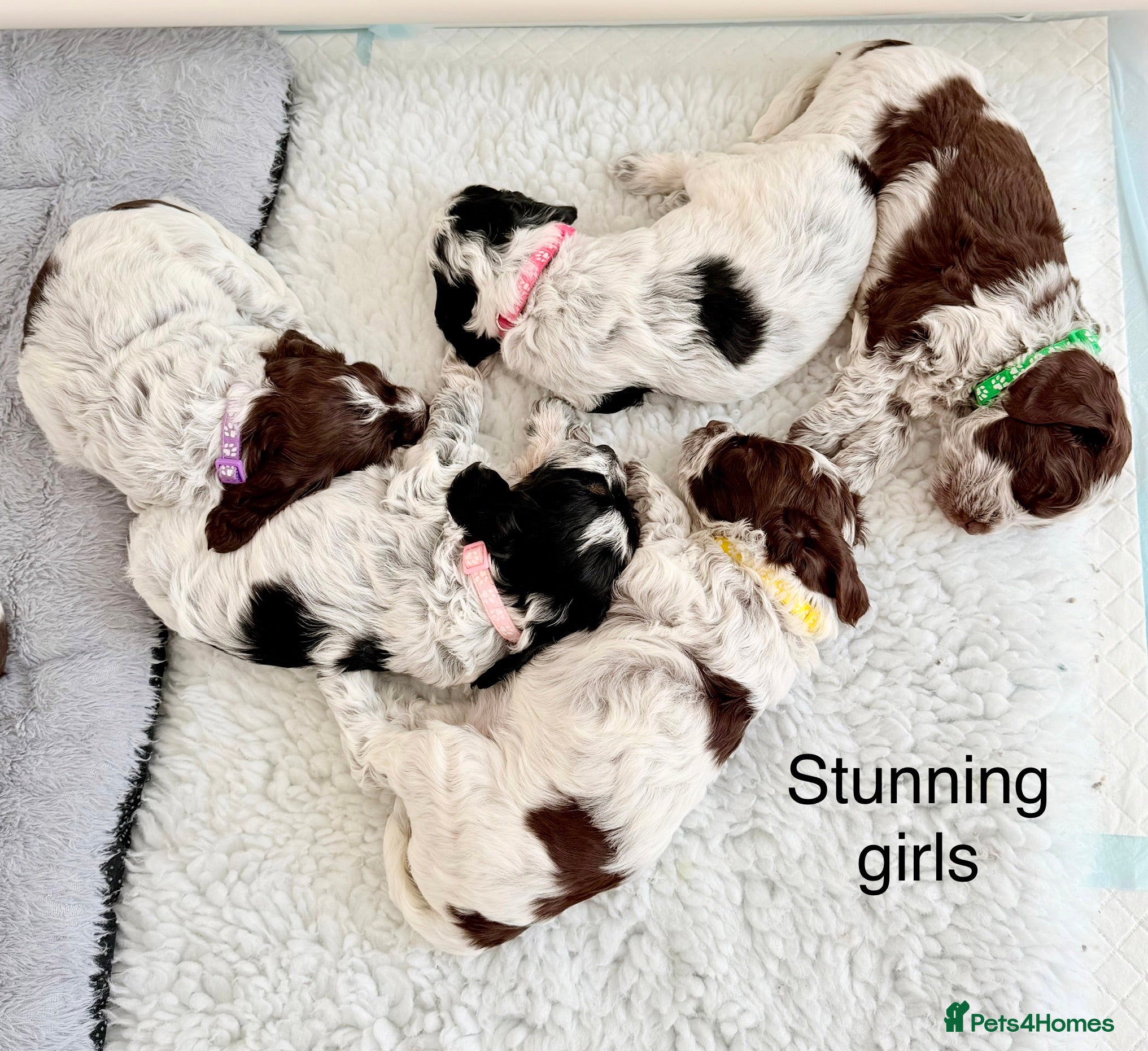 Cockapoo dogs F1 blue, choc and phantom roan parti cockapoos  - Advert 1