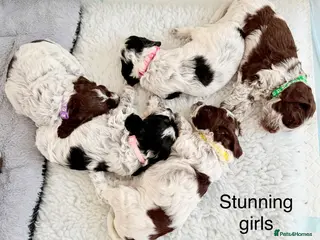 Cockapoo dogs F1 blue, choc and phantom roan parti cockapoos - Advert 16