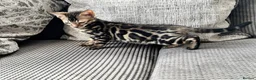 Bengal cats for sale: Full pedigree rosetted bengal kitten -male  - Advert 4