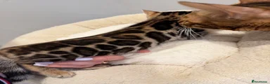 Bengal Kitten 3
