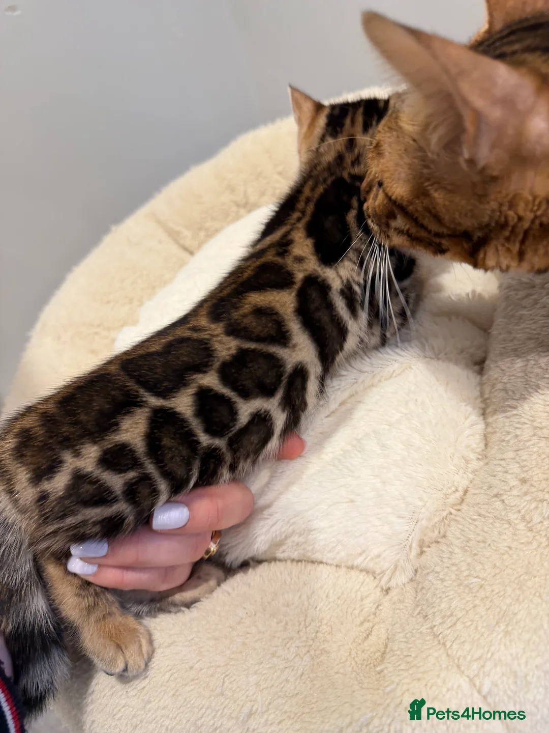 Bengal cats for sale: Bengal kittens 🥰🥰🥰🇬🇧🇬🇧🇬🇧 - Advert 13