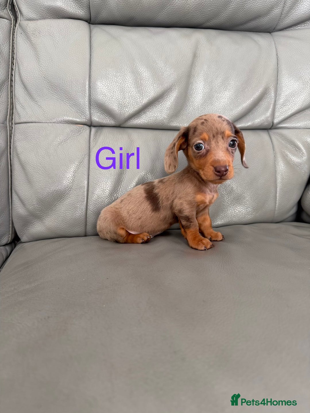 Miniature Dachshund dogs for sale: Miniature dachshund  - Advert 3