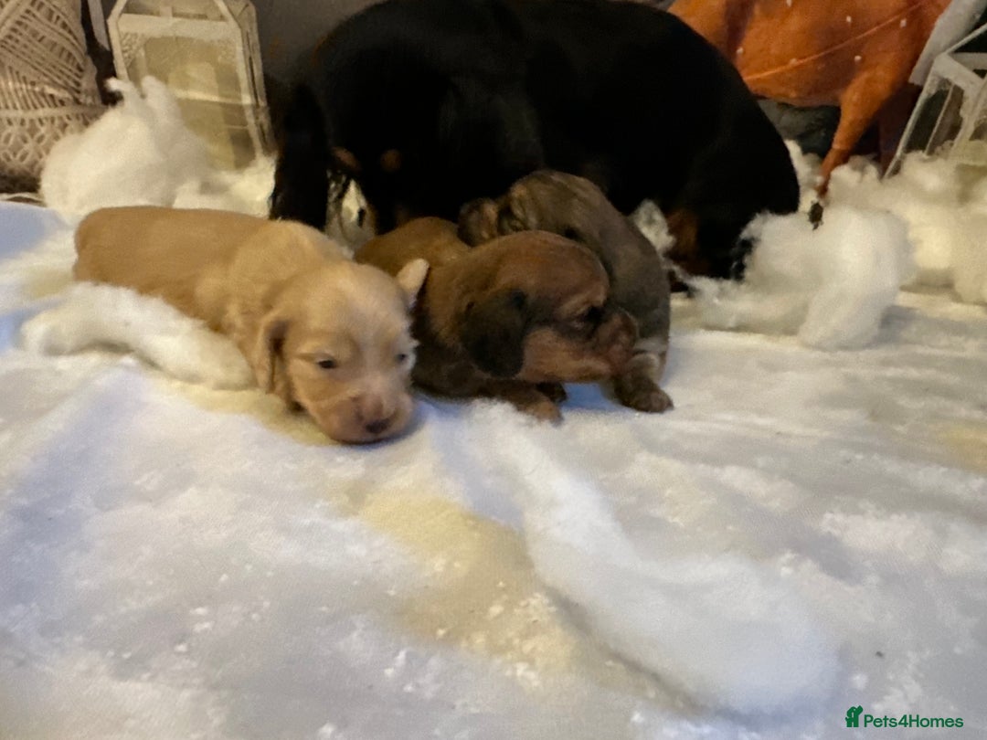 Miniature Dachshund dogs for sale: Beautiful cream miniature longs  - Advert 4