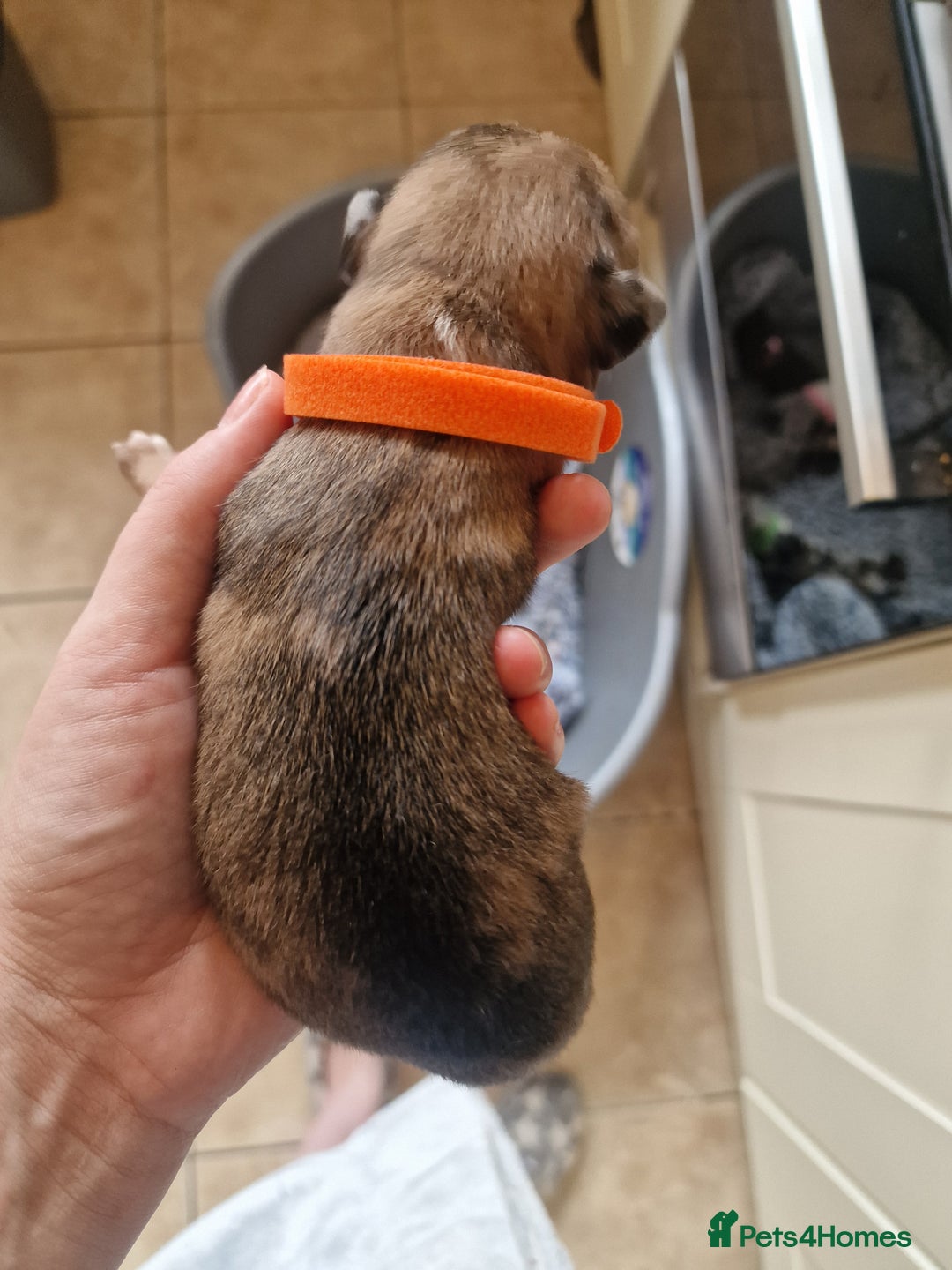 Mixed Breed dogs for sale: Kelpie x Collie Puppies  - Image 8