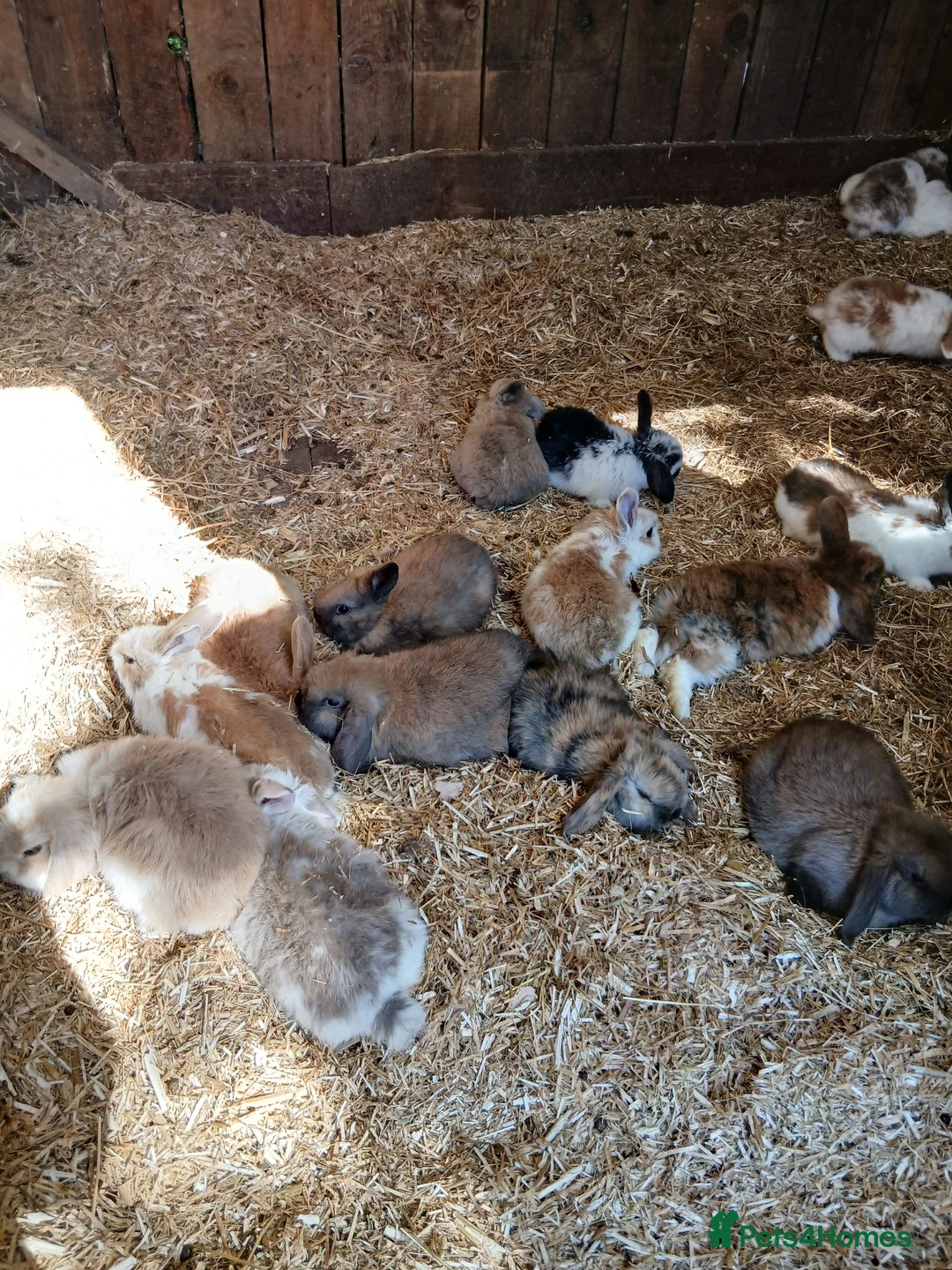 Dwarf Lop rabbits for sale: Dwarf lopp  in Houghton le Spring - Advert 2
