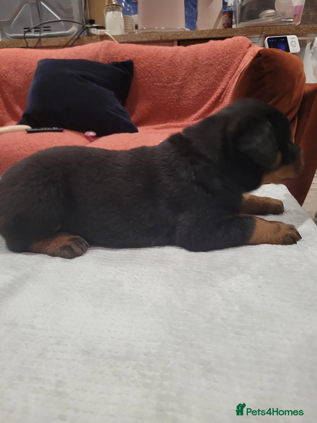 Rottweiler dogs for sale: GIANT ROTTWEILER PUP. PICK OF LITTER FEMALE - Advert 10