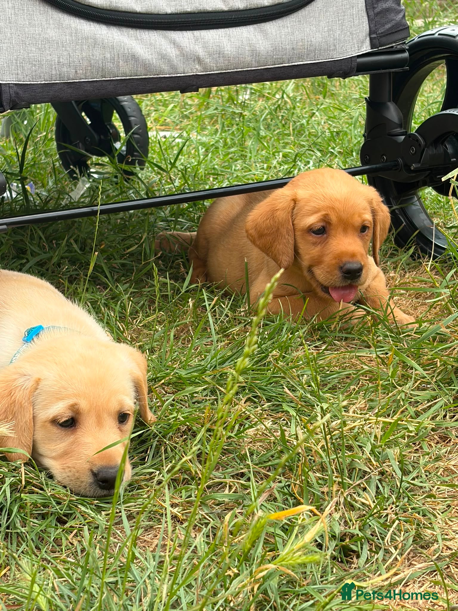 Labrador Retriever dogs KC YELLOW & RED LABRADORS  - Advert 10