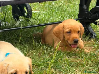 Labrador Retriever dogs KC YELLOW & RED LABRADORS - Advert 10