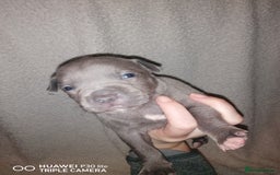 Staffordshire Bull Terrier dogs for sale: Stunning blue Staffordshire bull terrier puppies  - Advert 8