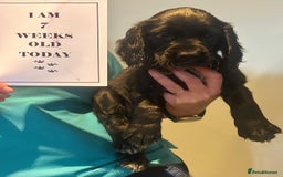 Sprocker dogs for sale: Sprocker Boys - Image 3