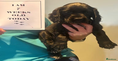 Sprocker dogs - Advert 15