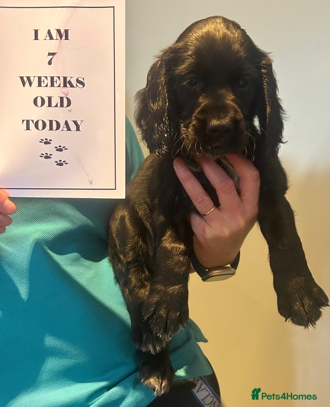 Sprocker dogs for sale: Sprocker Boys - Image 3