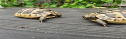Hermann Tortoise reptiles for sale: Hermann Tortoise almost 3 years old (wildling) - Advert 6