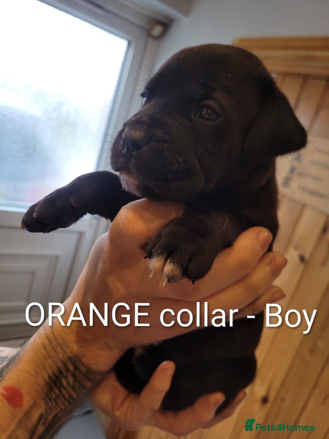 Mixed Breed dogs for sale: Douge de bordeaux x Presa Canerio  - Advert 17