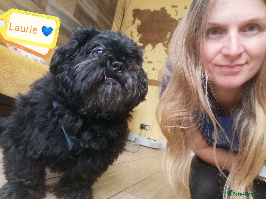Shih Tzu dogs for adoption: 💙🐶 LAURIE - a gentle 6-7 yo Shih Tzu boy🐶💙 - Image 2