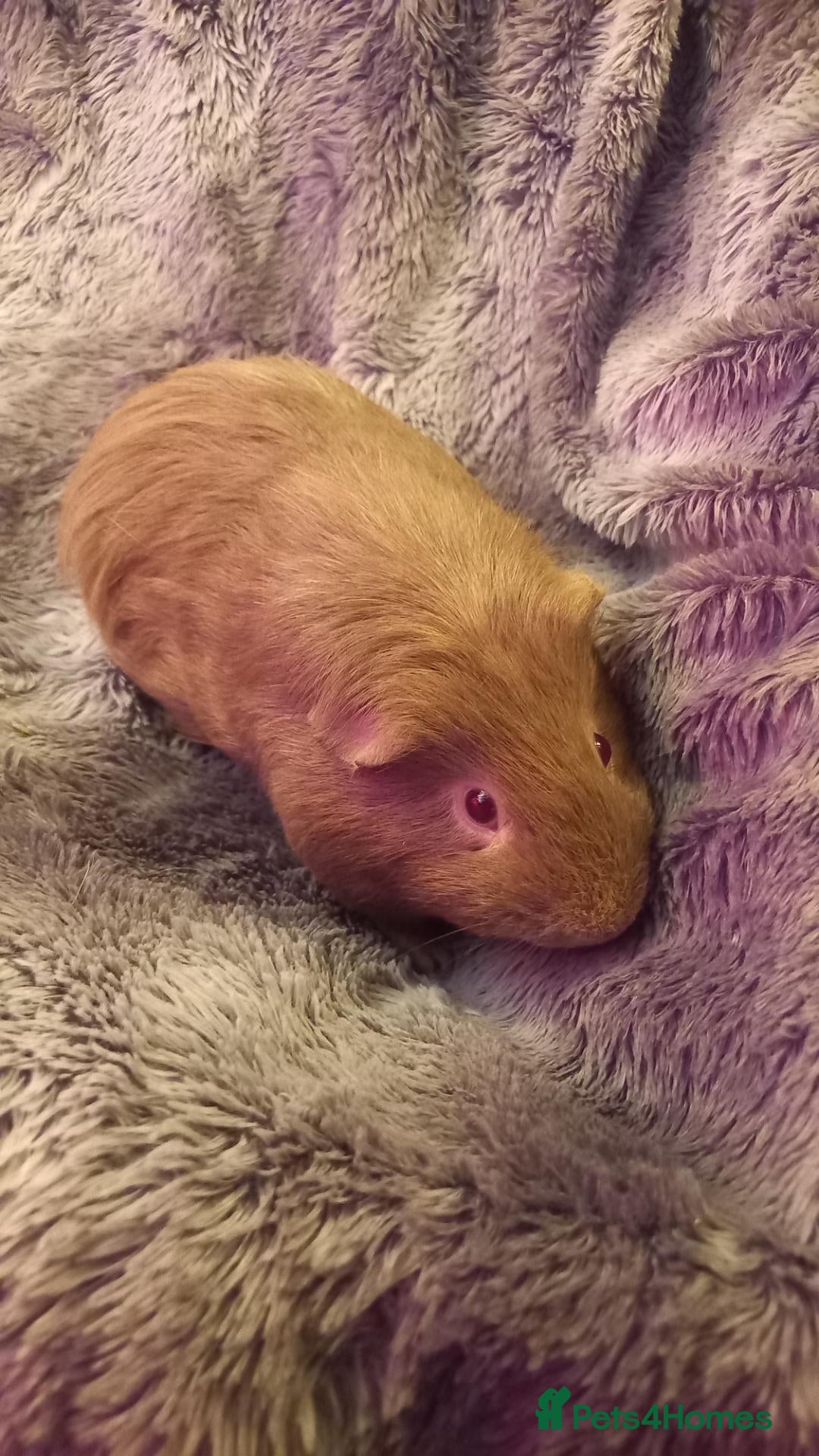 Guinea Pig rodents Two Male Guinea Pigs for Sale (will split) - Advert 8
