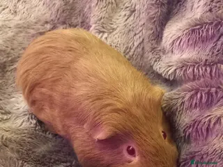 Guinea Pig rodents Two Male Guinea Pigs for Sale (will split) - Advert 8