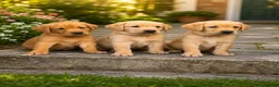 Labrador Retriever dogs for sale: Exceptional Labrador puppies  - Advert 15