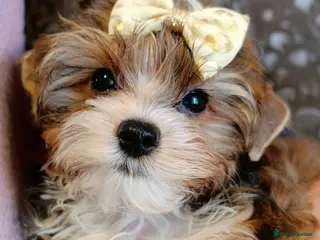 Yorkshire Terrier dogs Yorkshire terrier🐶 Pure breed📃 Luxury Colours 😍 - Advert 14
