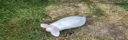 Mini Lop rabbits for sale: Mixed litter of mini lop X dwarf lops  - Advert 3