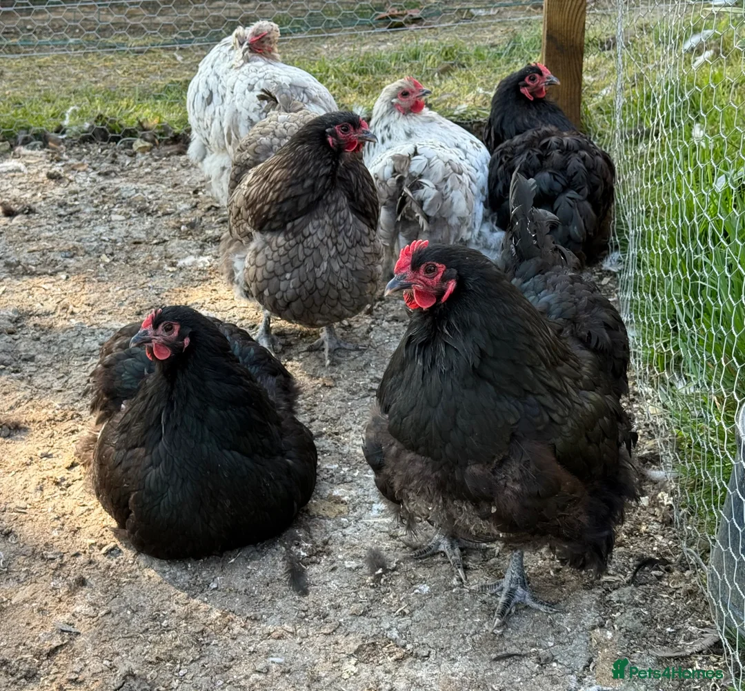 Chickens poultry for sale: Beautiful Orpington Chicks for Sale - Advert 6