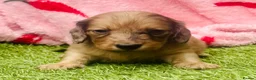 Miniature Dachshund dogs for sale: Long haired miniature dachshund puppies - Advert 19
