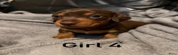 Miniature Dachshund dogs for sale: Chocolate & tan miniature dachshunds  - Advert 10