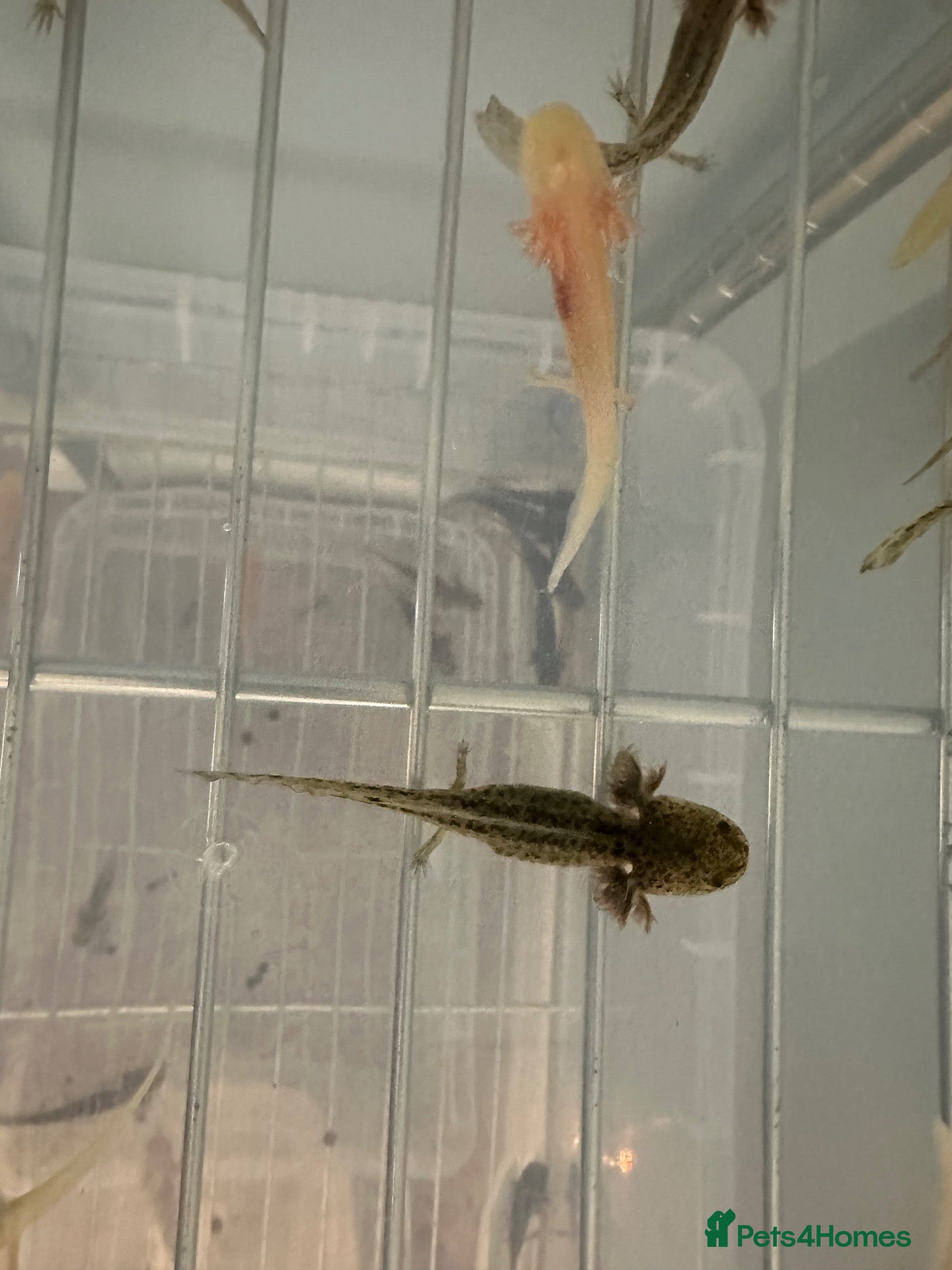 Axolotl reptiles Axolotls  - Advert 1