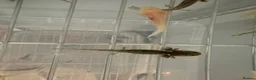 Axolotl reptiles for sale: Axolotls  in Bathgate - Advert 1