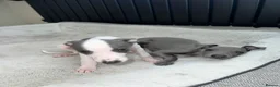 Whippet dogs for sale: BLUE KC WHIPPETS ready to leave now - Advert 3