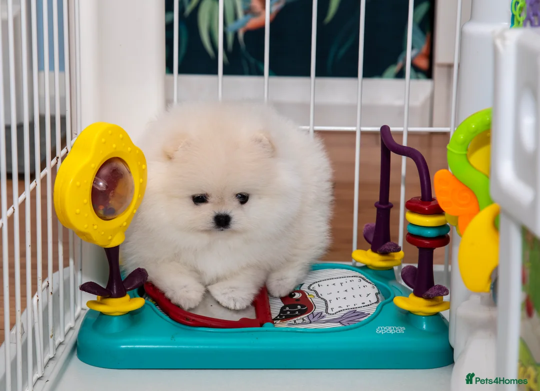 Pomeranian dogs for sale: Adorable Pomeranian puppies for sale - Advert 5