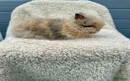 Lionhead rabbits for sale: Lionheads baby Bunnies  - Image 2