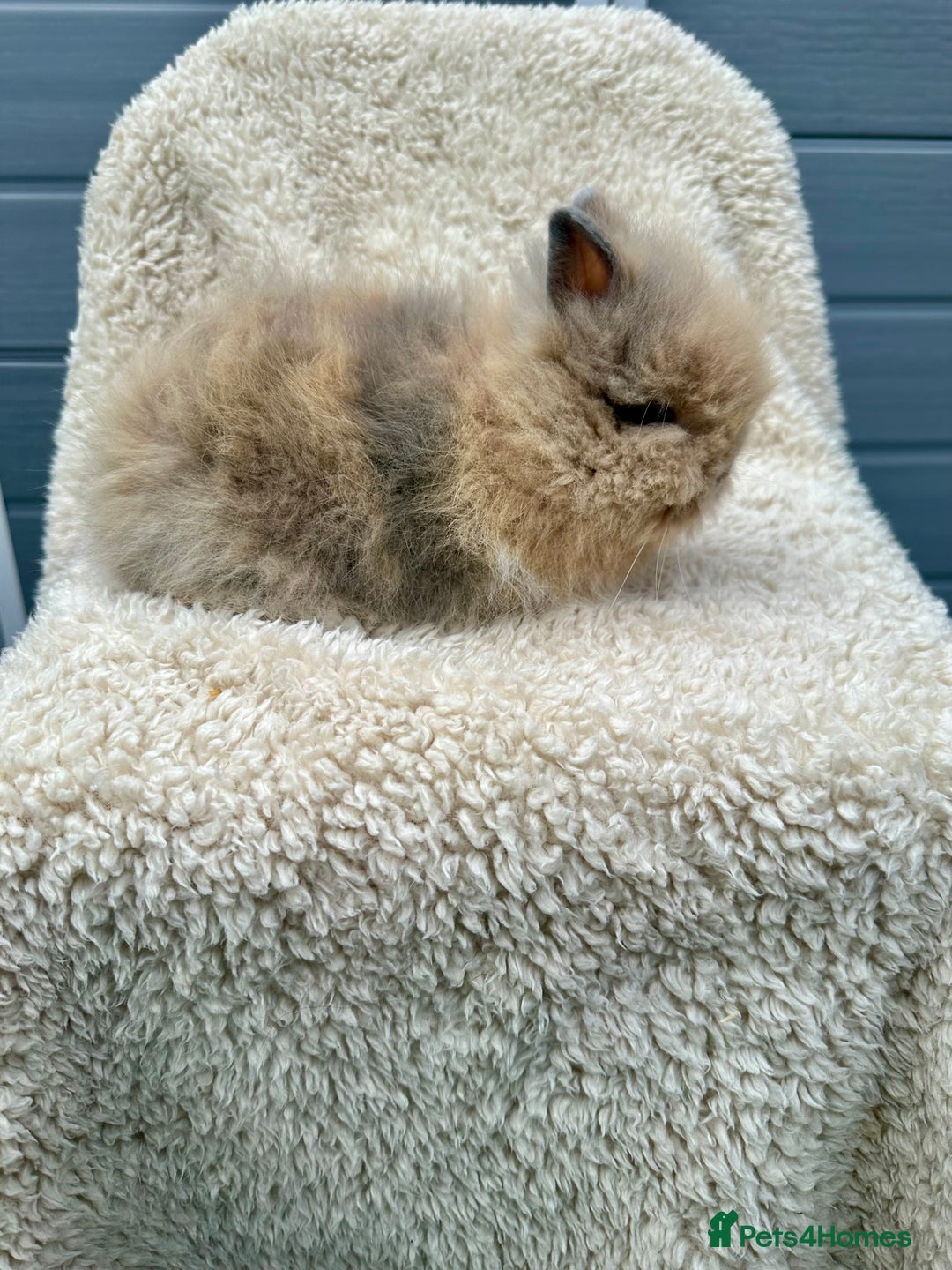 Lionhead rabbits for sale: Lionheads baby Bunnies  - Image 2
