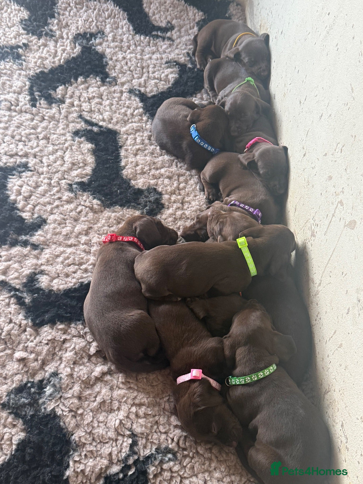 Mixed Breed dogs German pointer cross dashchund - Advert 2