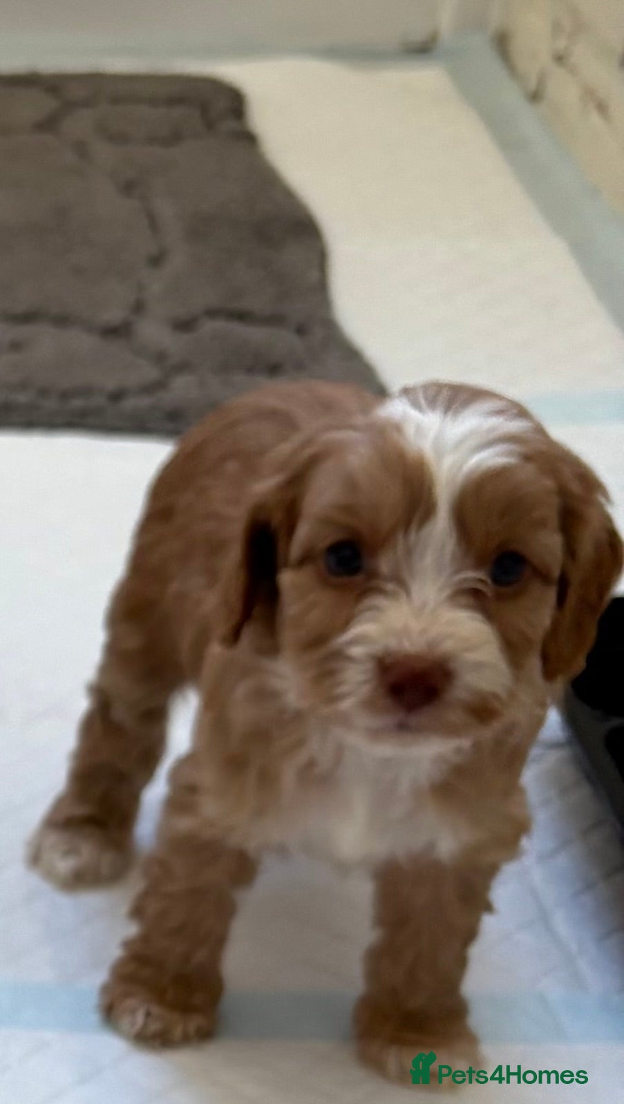 Cockapoo dogs Cockerpoo puppies from health tested parents.  - Advert 5