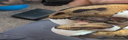 Python Snake reptiles for sale: Pied Royal/Ball Python - Advert 3
