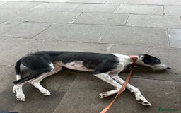 Lurcher dogs for sale: Lucky - Image 4