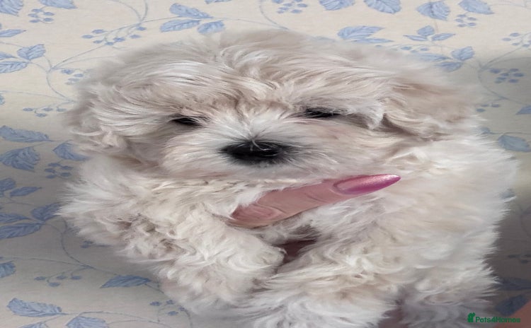 Maltipoo dogs - Advert 1