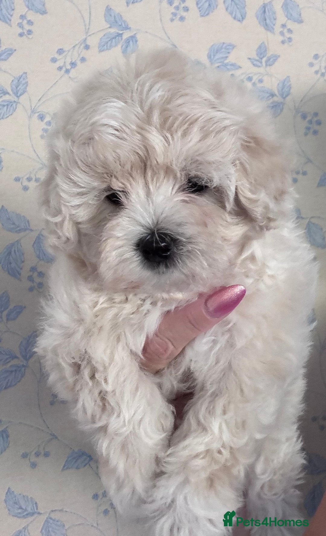 Maltipoo dogs for sale: 🐾 Maltipoo Puppies Raised With Love-DNA Clear  - Image 1