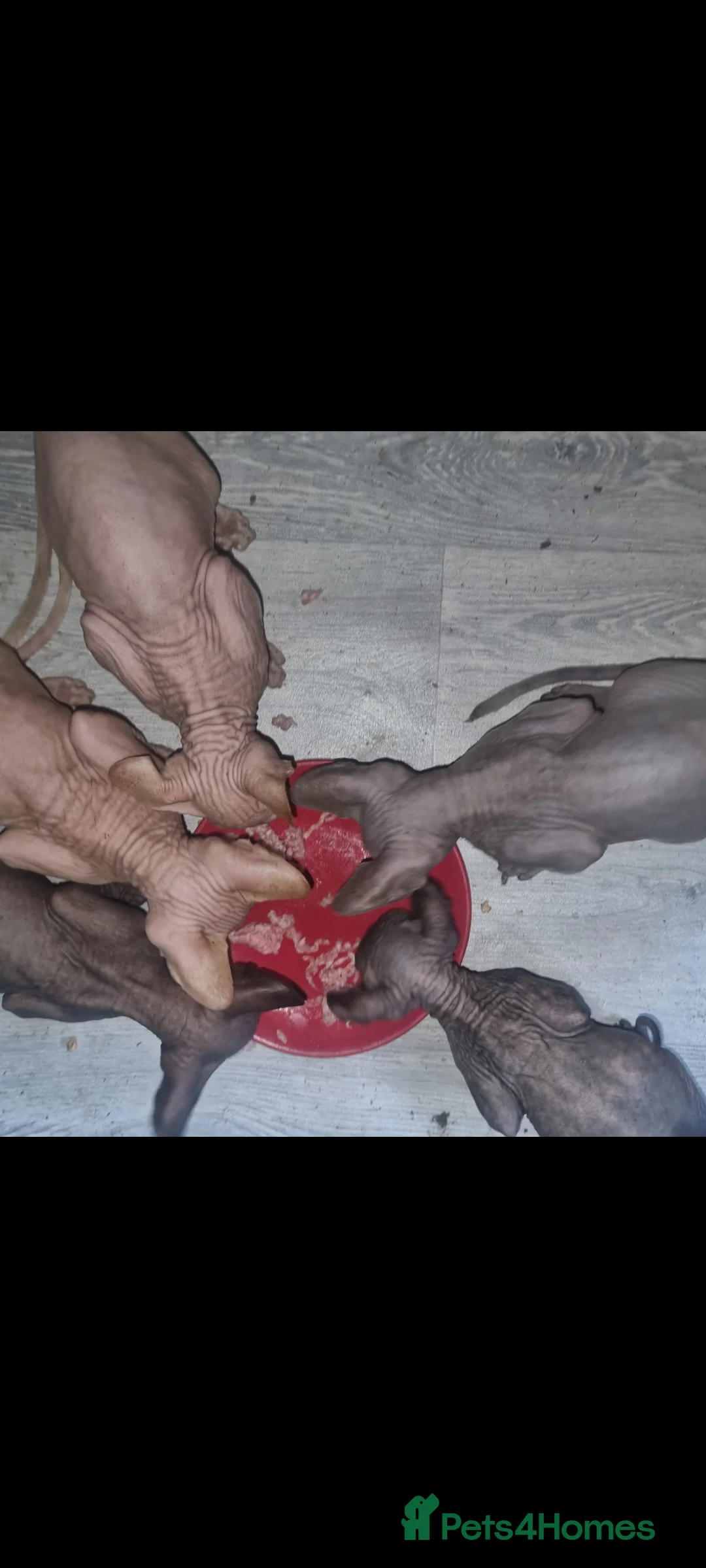 Sphynx cats for sale: Sphynx kitties - Advert 4