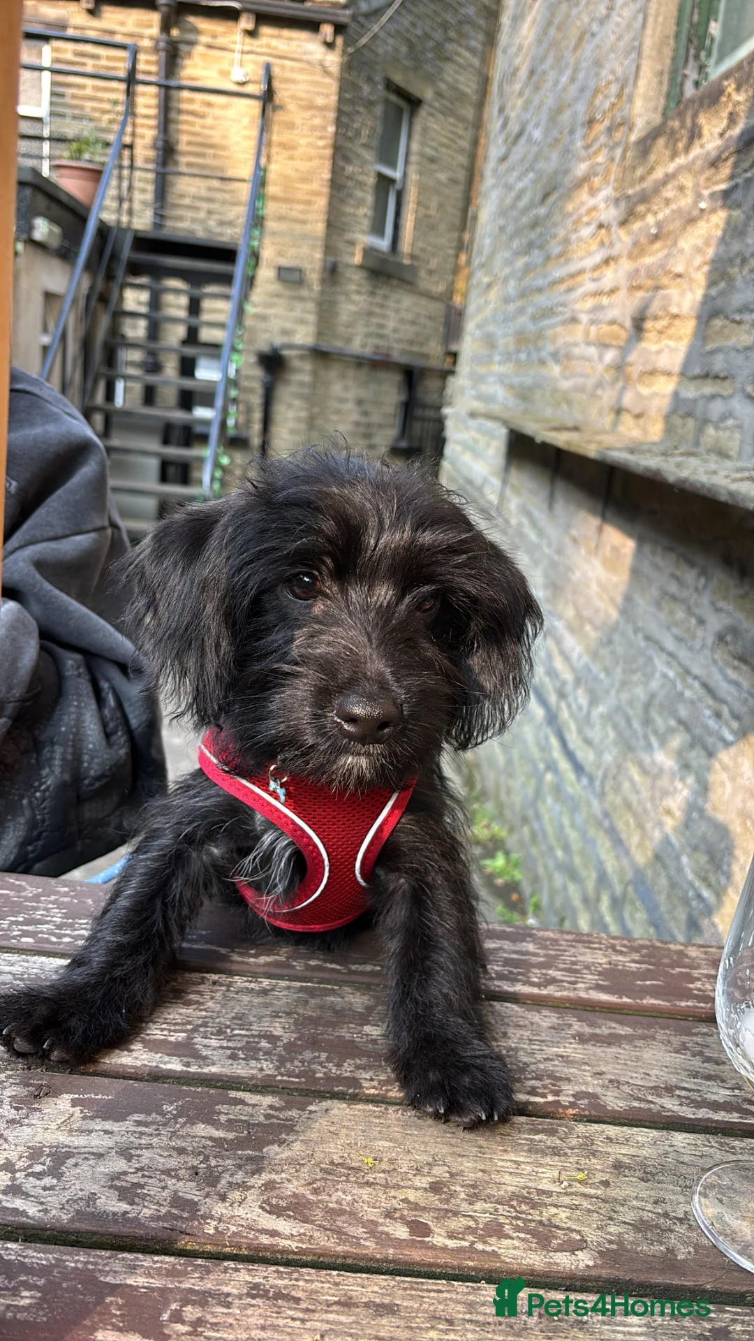 Mixed Breed dogs for sale: Yorkiepoo - wilfred in Keighley - Advert 2