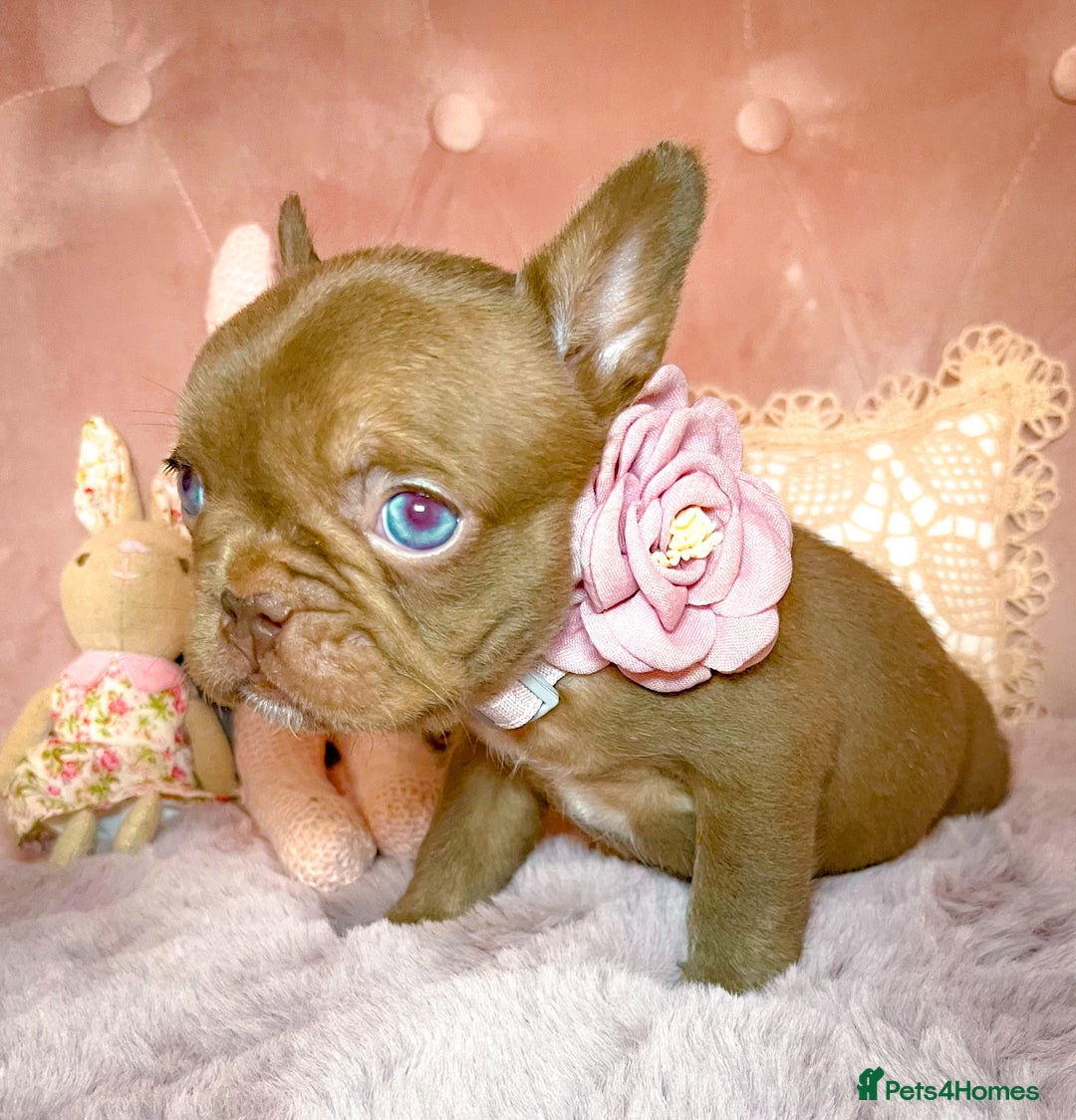 French Bulldog dogs for sale: 🌸Isabella,Rojo,Lilac,Blue,Chocolate🌸 - Advert 16